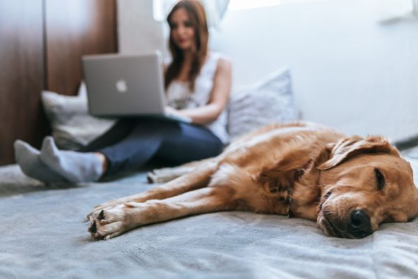 Etólogos para perros