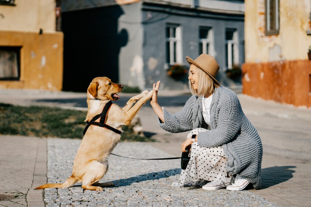 Adiestramiento de perros