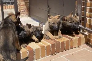 Cachorros de pastor alemán