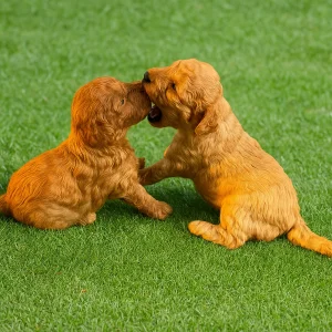 Cachorros de caniche toy
