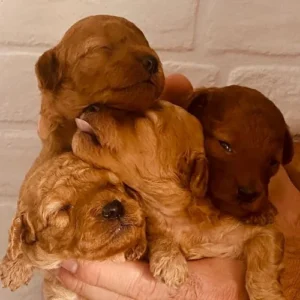 Cachorros poodle toy rojo