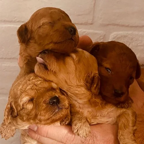 Cachorros poodle toy rojo