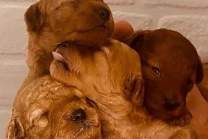 Cachorros caniche poodle toy rojo