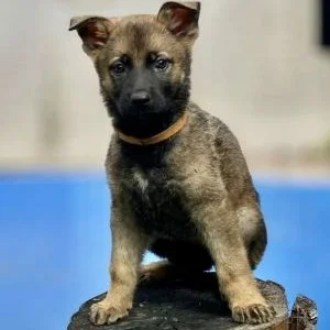 Cachorra pastor alemán en tronco y seria