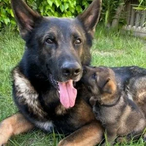 Cachorro pastor alemán con Greco