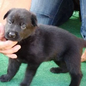 Cachorro pastor alemán de Dancoduque negro sólido