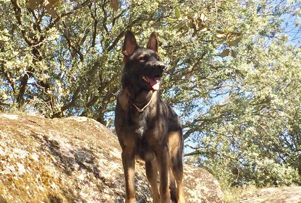 Pastor Alemán de trabajo en el bosque