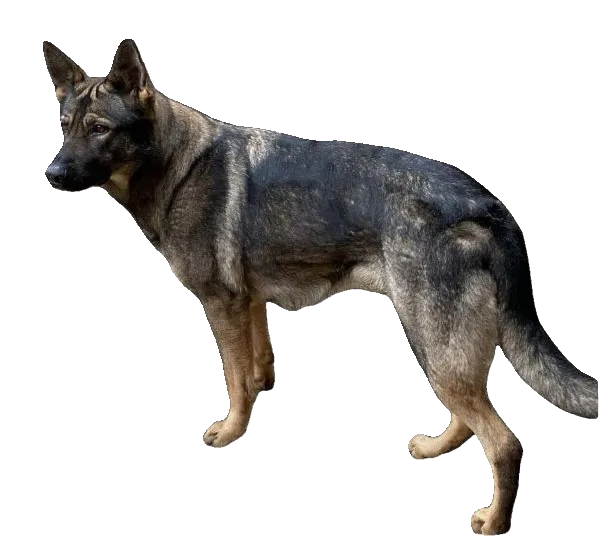 Pastor alemán de trabajo hembra