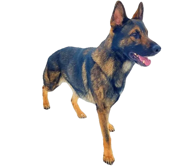 Pastor alemán linea de trabajo