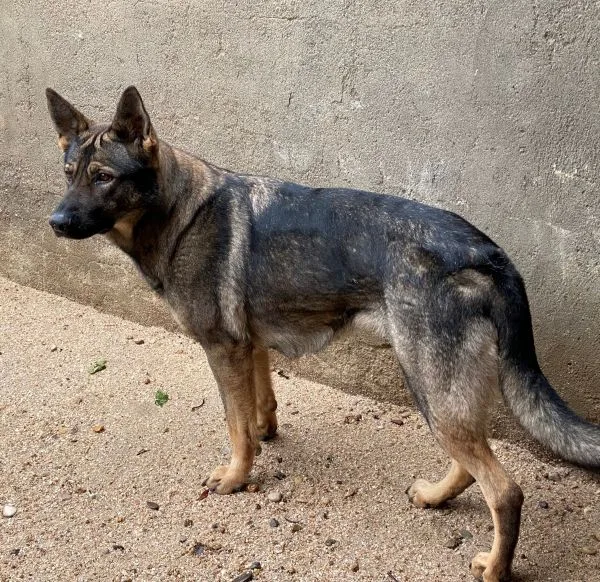 Reproductora Pastor Alemán de trabajo