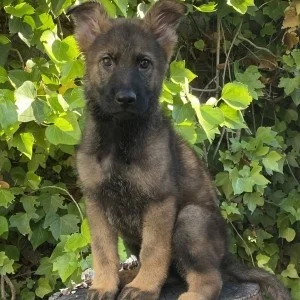 cachorro pastor alemán de trabajo en tronco y serio