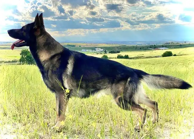 Pastor alemán de trabajo en el campo