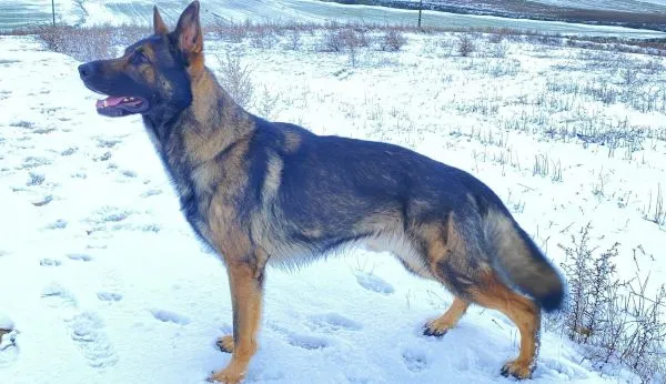 Reproductor Pastor Alemán de trabajo