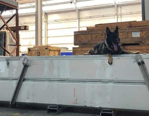 perros detectores de estupefacientes