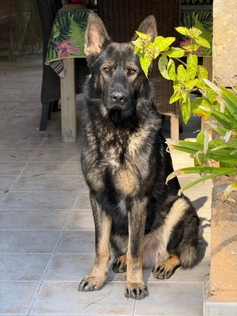 Pastor Alemán de trabajo