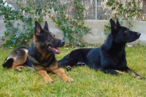 Especialistas en comportamiento y preparación canina